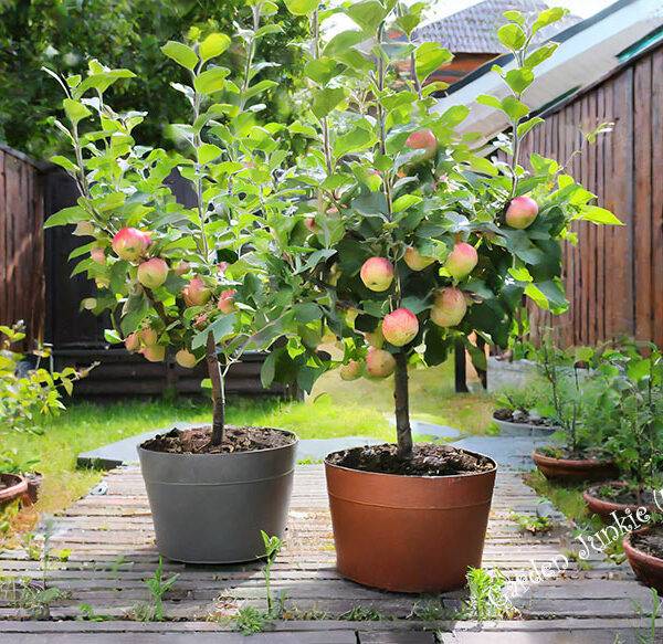 Growing Fruit Trees in Containers - 2 apple trees in containers
