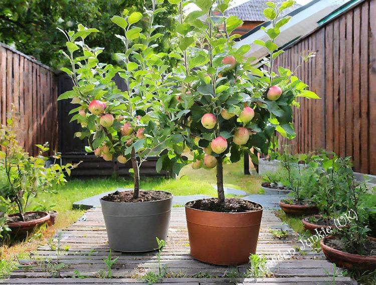 Growing Fruit Trees in Containers - 2 apple trees in containers