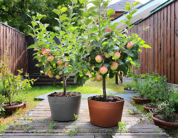 Growing Fruit Trees in Containers - 2 apple trees in containers