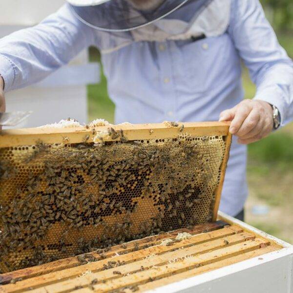 Langstroth Beehive