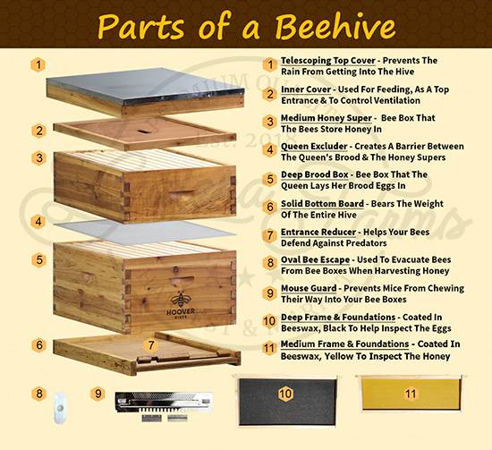 Parts of a Langstroth Beehive