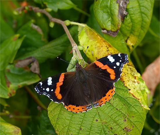 Red Admiral Butterfly on a green leaf