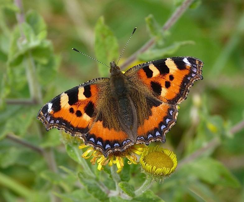 Small Tortoiseshell Butterfly on green leaves