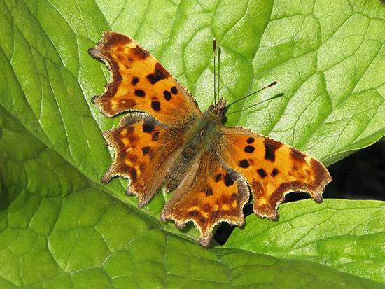 Comma Butterfly on green leaves
