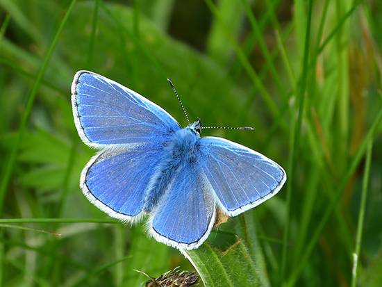 The Common Blue Butterfly on green leaves