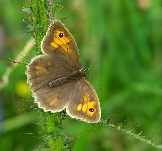 TCommon Butterflies in the UK - The Meadow Brown Butterfly