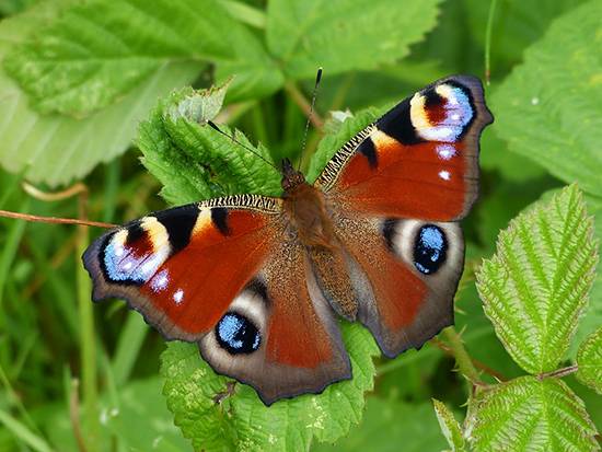 The Peacock Butterfly perched on green leaves