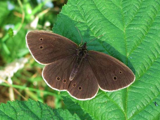 The Ringlet Butterfly on green leaves