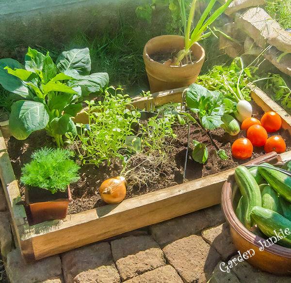 Vegetables to Grow in a Small Garden