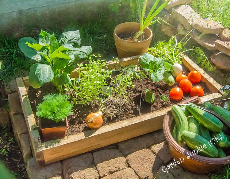 Vegetables to Grow in a Small Garden