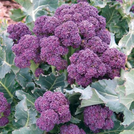 Vegetables to Grow in a Small Garden - purple-sprouting-broccoli