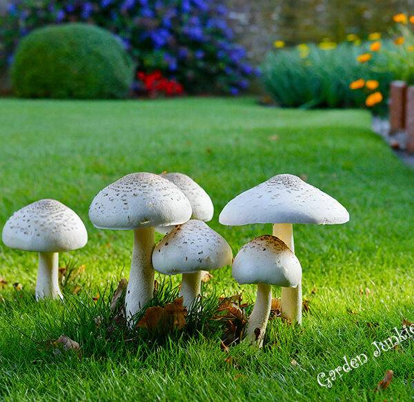 How to get rid of mushrooms in the lawn