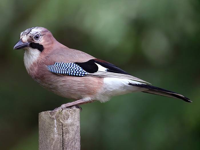 Long_Tailed Tit -British Garden Birds Identification
