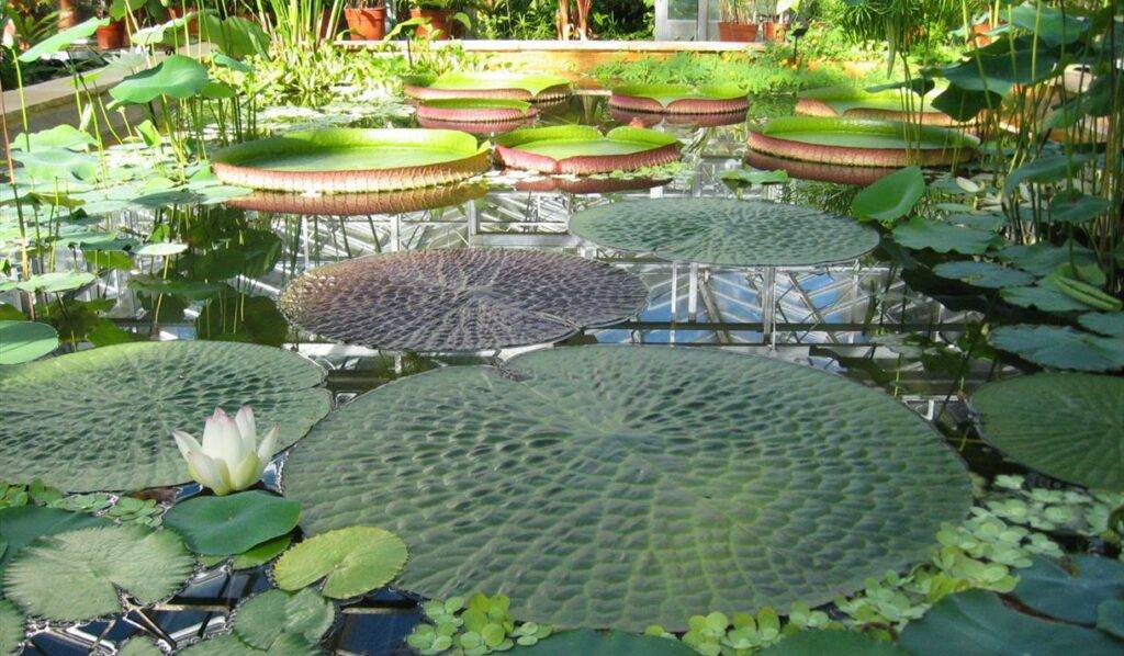 University of Bristol Botanic Garden - Giant Lily Pad