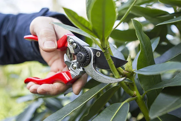 How to Use Left Handed Secateurs - hand pruning with secateurs