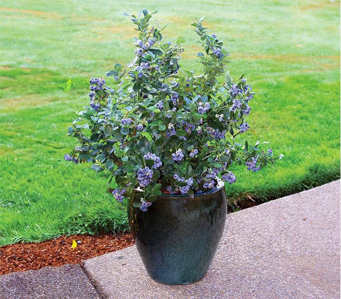 Blueberry Plant in a Pot