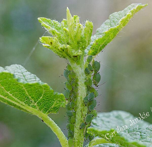 Green Aphids