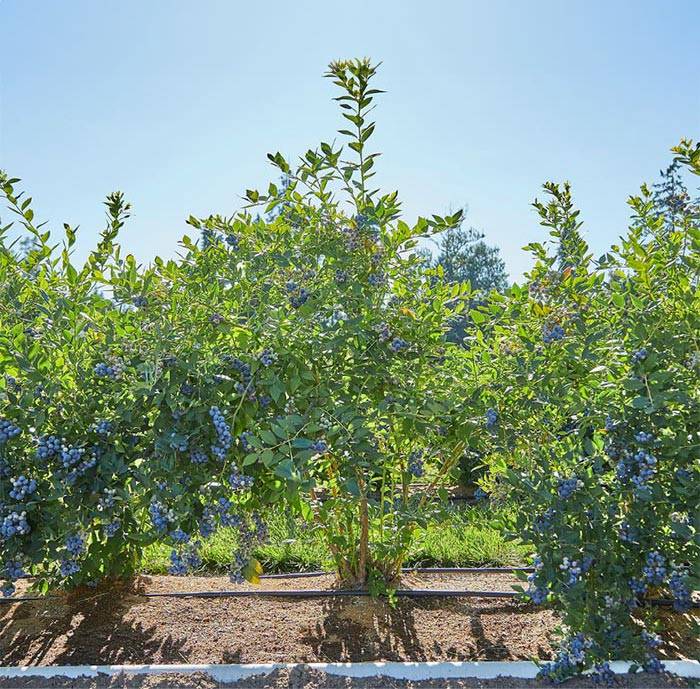 Blueberries - Highbush-(Vaccinium-corymbosum)