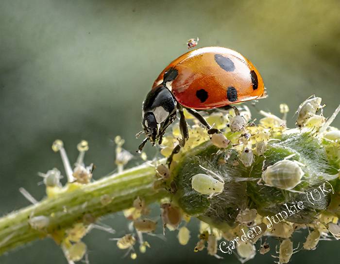 Ladybird eating Green Aphids