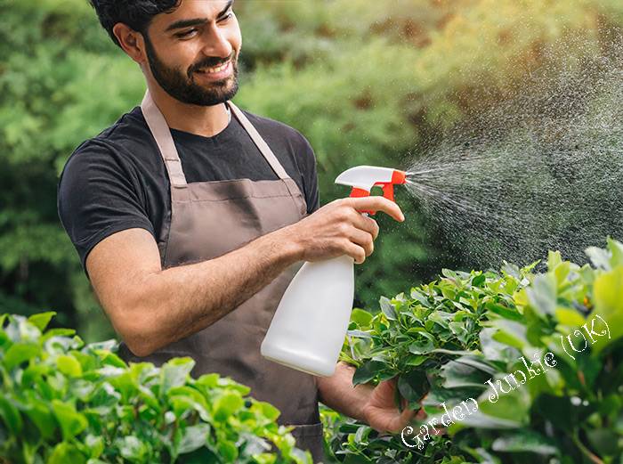 Man using a hand spray bottle on green shrubbery