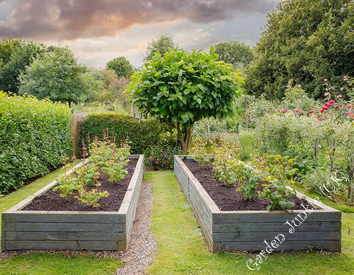How to grow Blueberries in the UK - 2 Raised Bed Planters