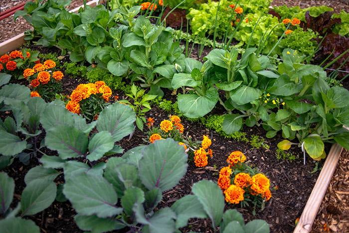 Companion planting UK - Marigolds