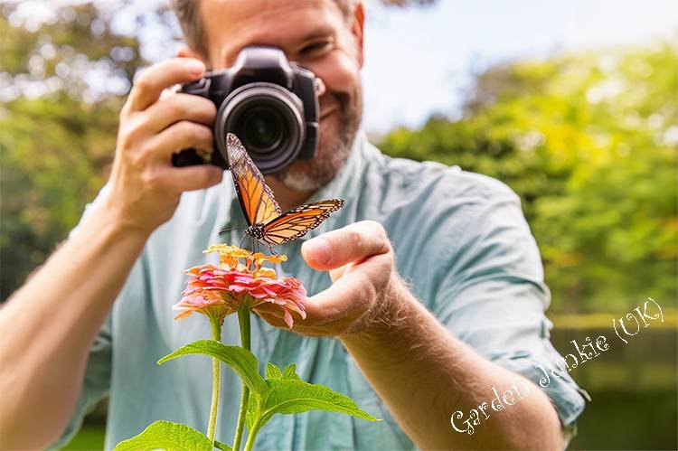 Butterfly Photography - Man taking a butterfly photograph