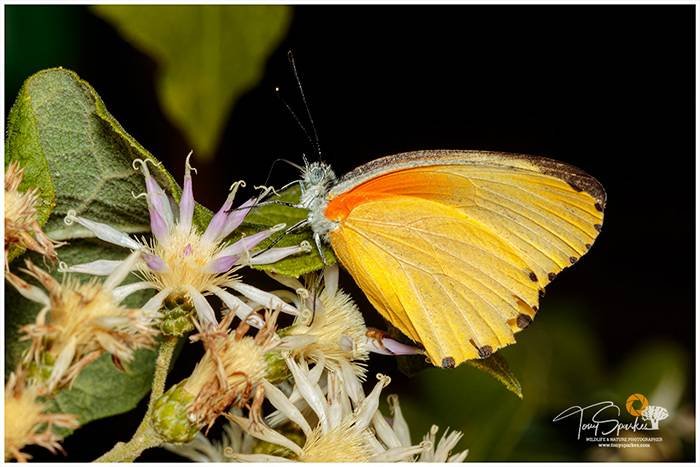 Butterfly Photography - Yellow Butterfly Perched on a Flower