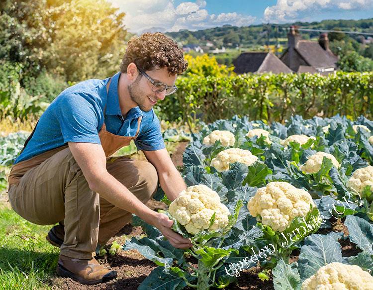 Man in a garden holding a cauliflower -How to grow cauliflower in the UK
