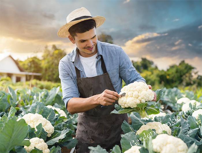 How to grow cauliflower in the UK - Man Cutting Cauliflowers