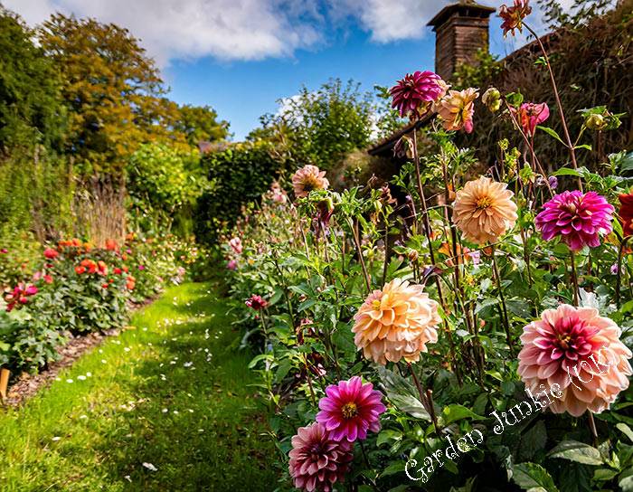 Dahlias - Gardening Month by Month – April