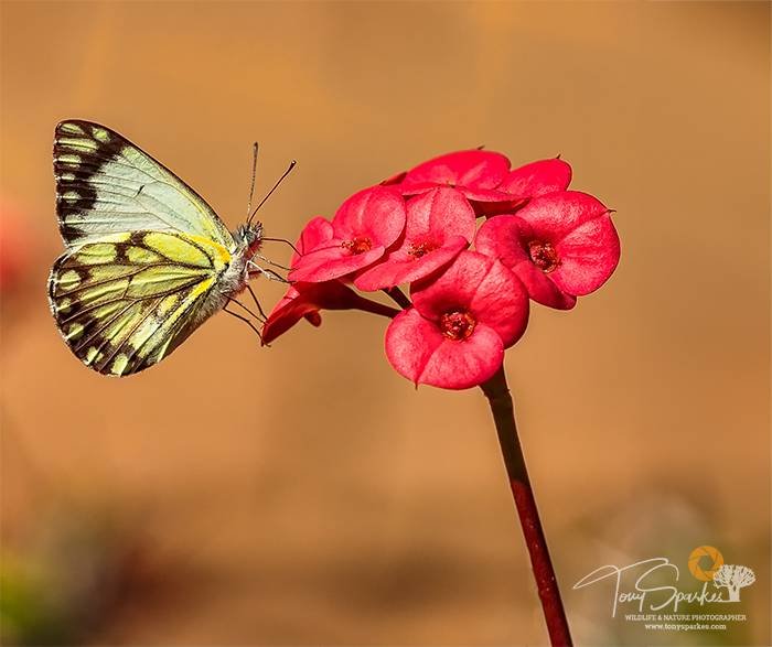 Butterfly on a red flower- Bokeh background