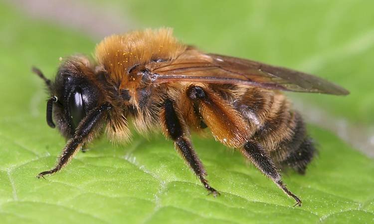European Honey Bee on Yellow Flower