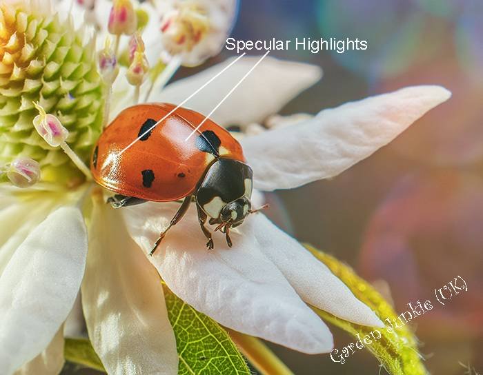 Ladybird-Specular-Highlights