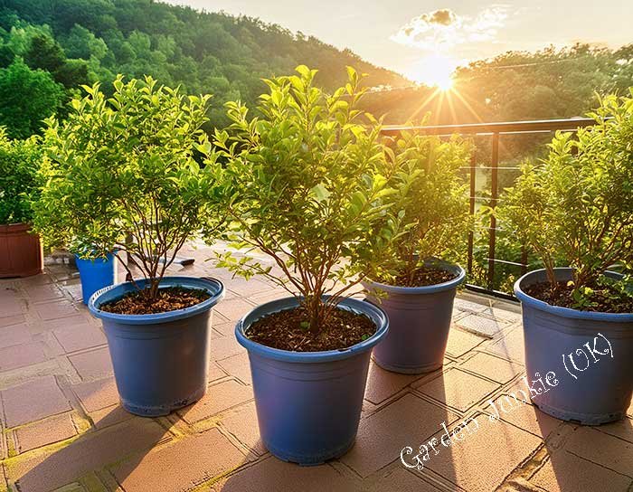 Fruit Tree in a container on a patio