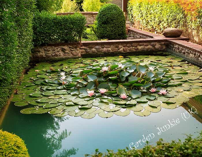 Female Feeding Fish in Outdoor Fish Pond