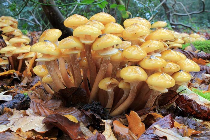 Armillaria_mellea_Honey_Fungus