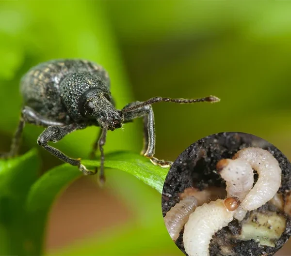 Black_Vine_Weevil-