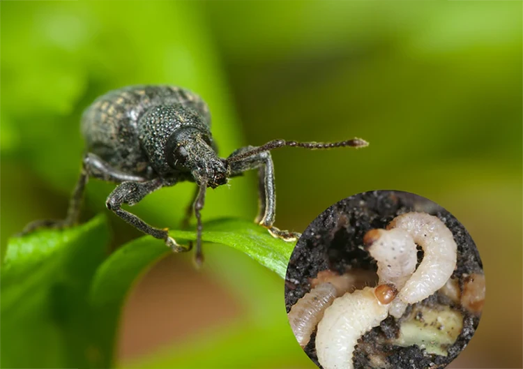 Black_Vine_Weevil-