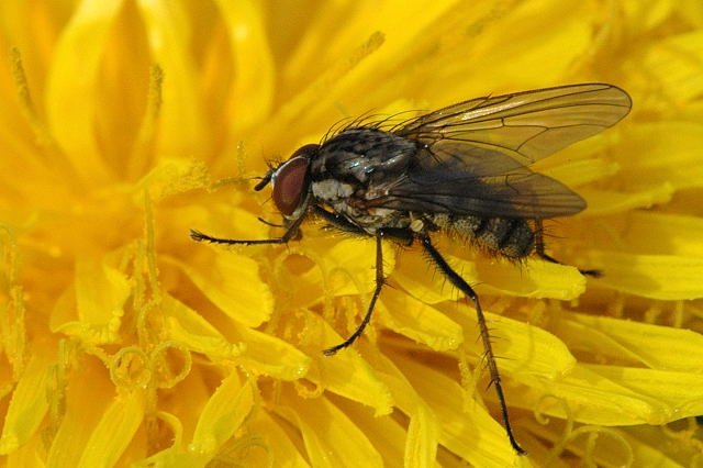 Cabbage Root Fly_ Delia-radicum on a yellow Flower