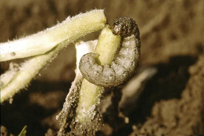 Cutworms: Identify, Prevention And Control | Garden Junkie