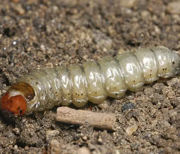 Cutworms: Identify, Prevention and Control