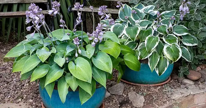 Hosta Plant in Pots