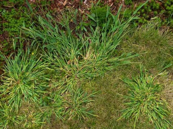 Hairy Crabgrass -Digitaria sanguinalis