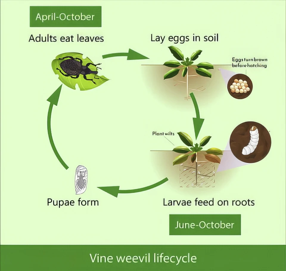 Black Vine Weevil - Life Cycle