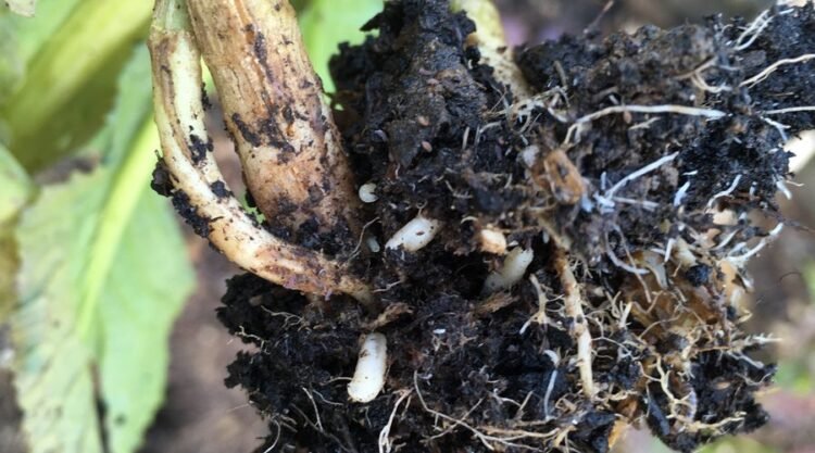 Cabbage Root Fly