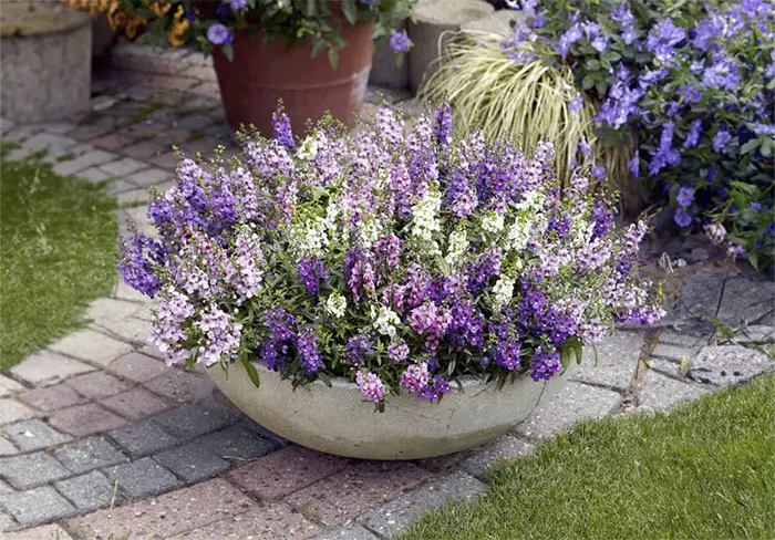 Angelonia Flowers White and Purple