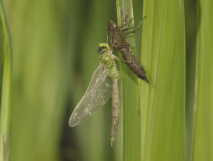 Dragonfly Larvae