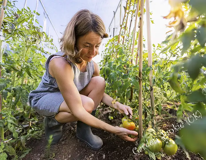 Lady_Harvesting_ Tomatoes