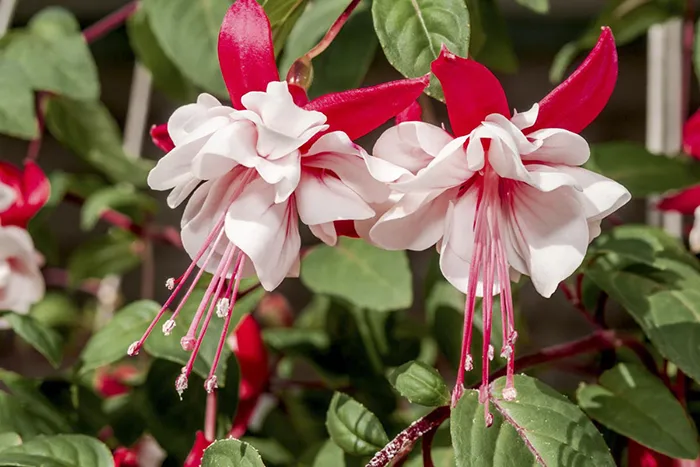 Fuchsia-Flowers - red-white